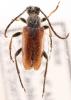 Pseudovadonia livida